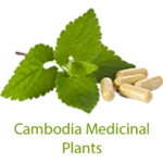 ant khmer medicinal plant 2016 android application logo